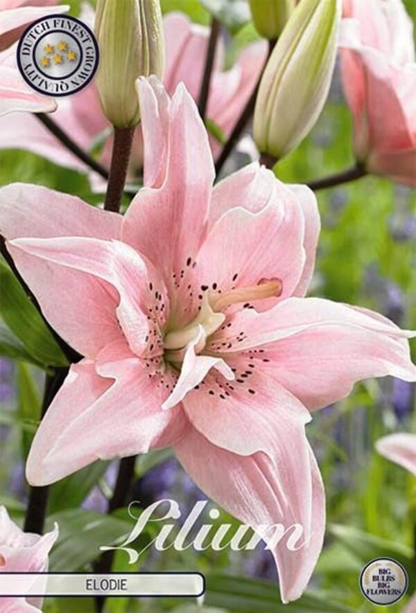 Lilium 'Elodie'
