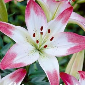 Lilium 'Lollypop'