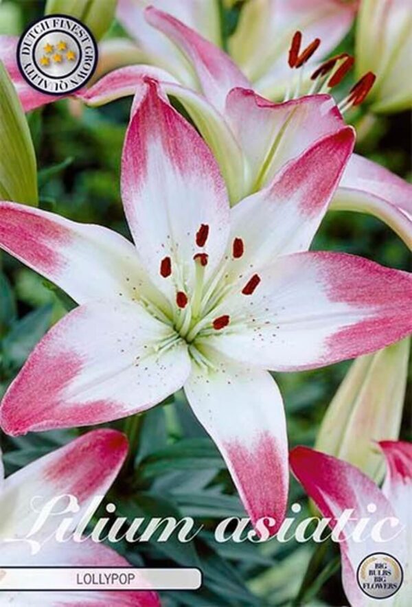 Lilium 'Lollypop'