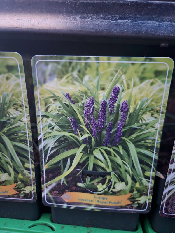 Liriope mix