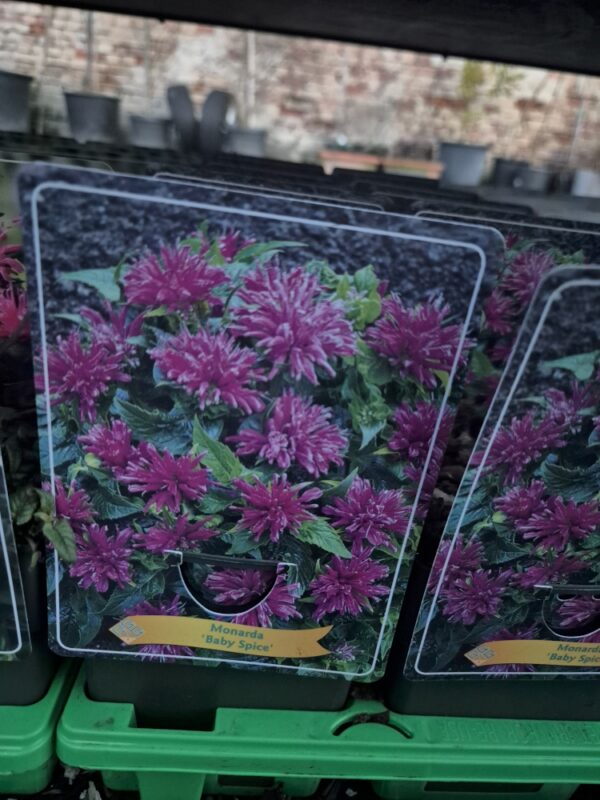 Monarda mix