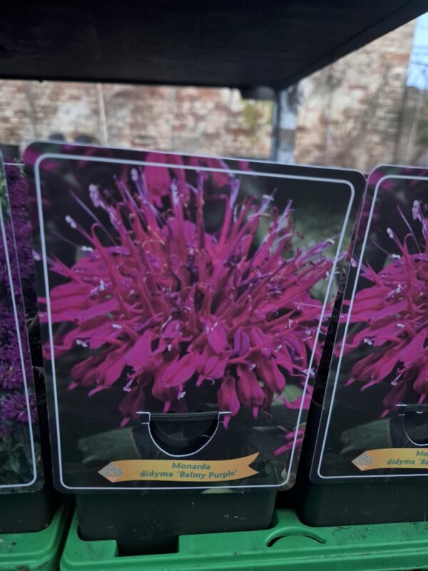 Monarda mix