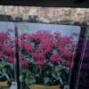 Monarda mix