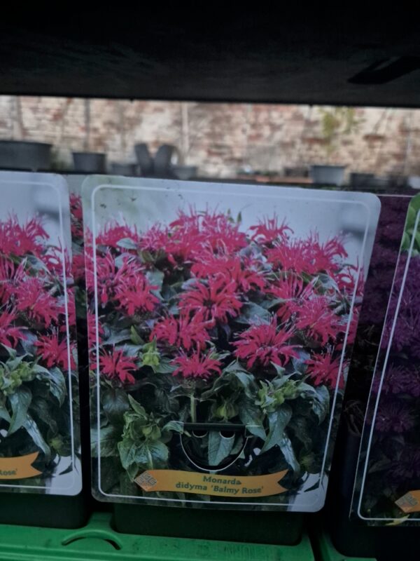 Monarda mix