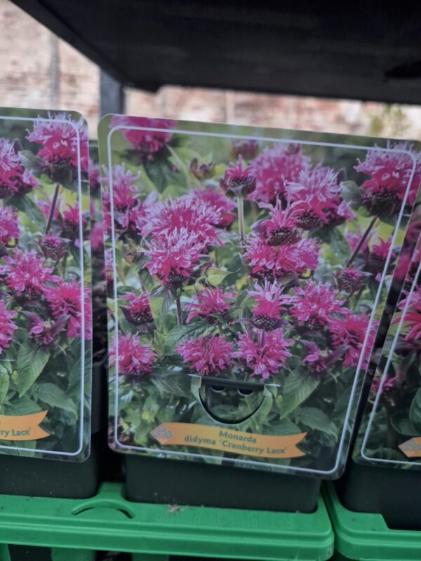 Monarda mix