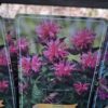 Monarda mix
