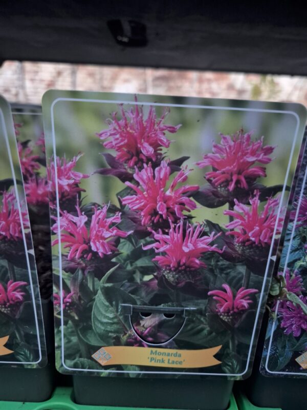 Monarda mix
