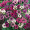 Monarda mix