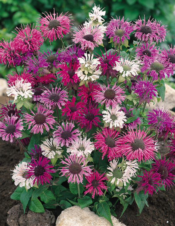 Monarda mix