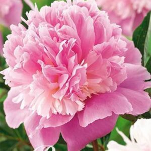 Paeonia lactiflora 'Sorbet'