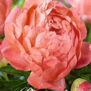 Paeonia lactiflora 'Coral Sunset'