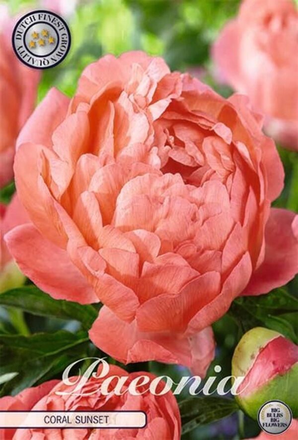 Paeonia lactiflora 'Coral Sunset'