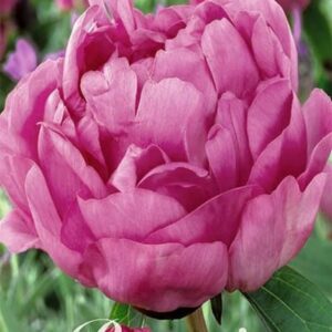 Paeonia lactiflora 'Gilbert Barthelot'