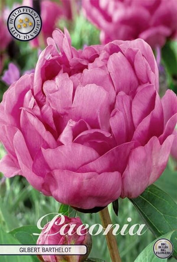 Paeonia lactiflora 'Gilbert Barthelot'