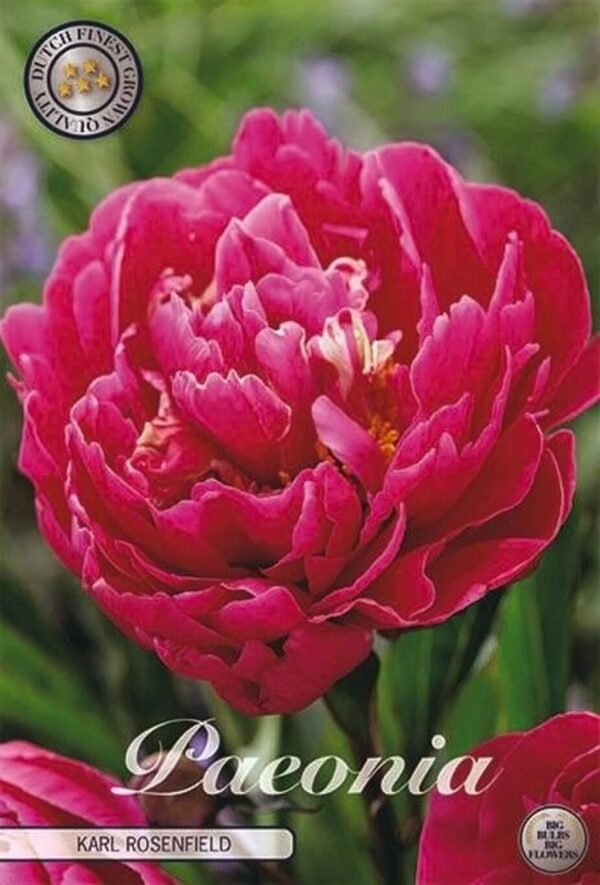 Paeonia lactiflora 'Karl Rosenfield'