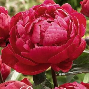 Paeonia lactiflora 'Red Sarah Bernhardt' ('Fiona')