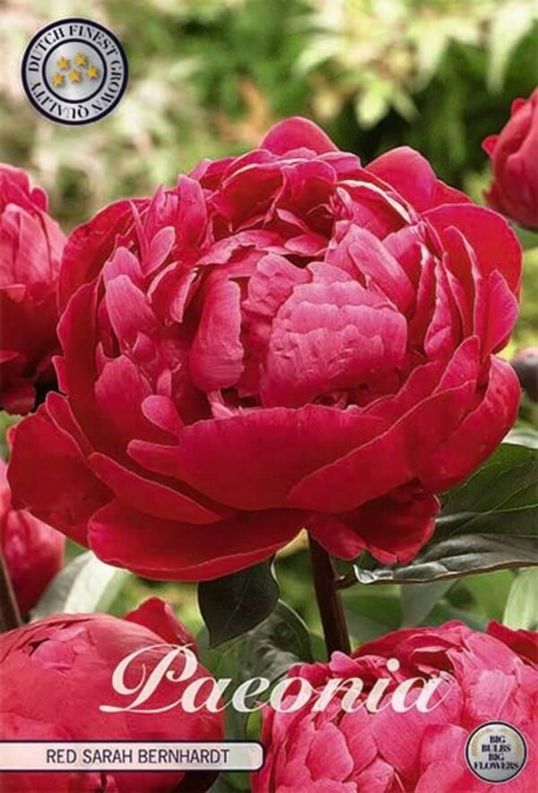 Paeonia lactiflora 'Red Sarah Bernhardt' ('Fiona')