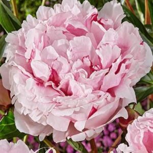 Paeonia lactiflora 'Sarah Bernhardt'