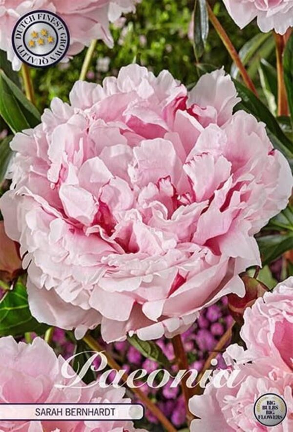 Paeonia lactiflora 'Sarah Bernhardt'