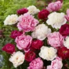 Paeonia suffruticosa mix Paeonia suffruticosa mix