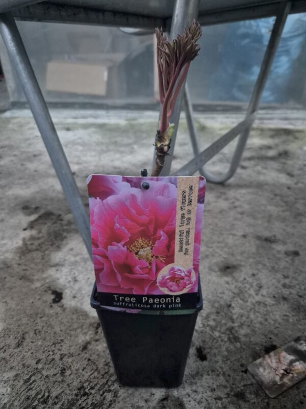 Paeoniasuf-darkpink Paeonia suffruticosa mix