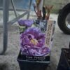 Paeoniasuf-lavender Paeonia suffruticosa mix