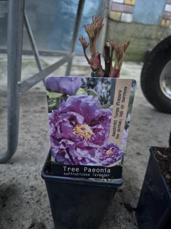 Paeoniasuf-lavender Paeonia suffruticosa mix