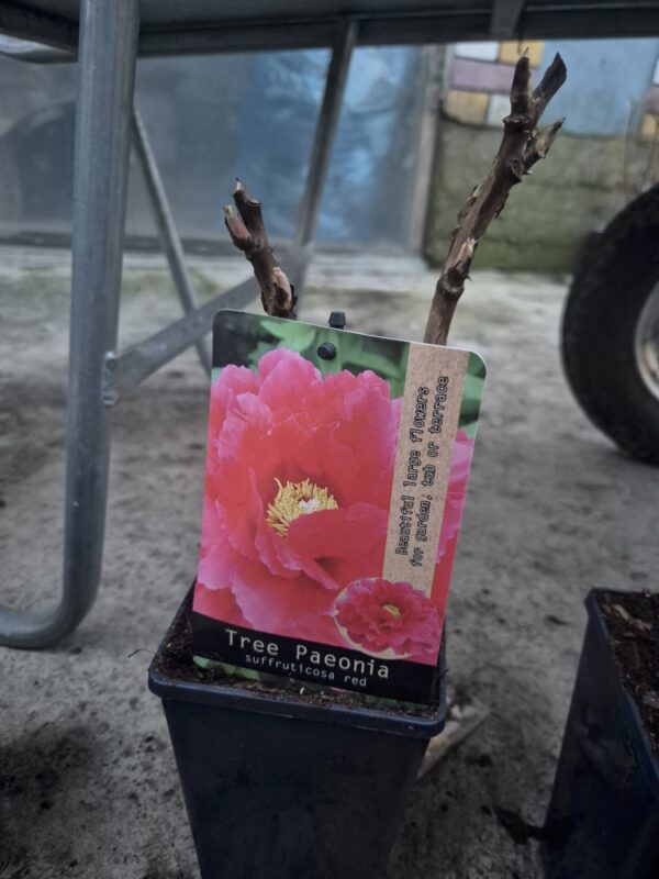 Paeoniasuf-red Paeonia suffruticosa mix