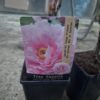 Paeoniasuf-softpink Paeonia suffruticosa mix