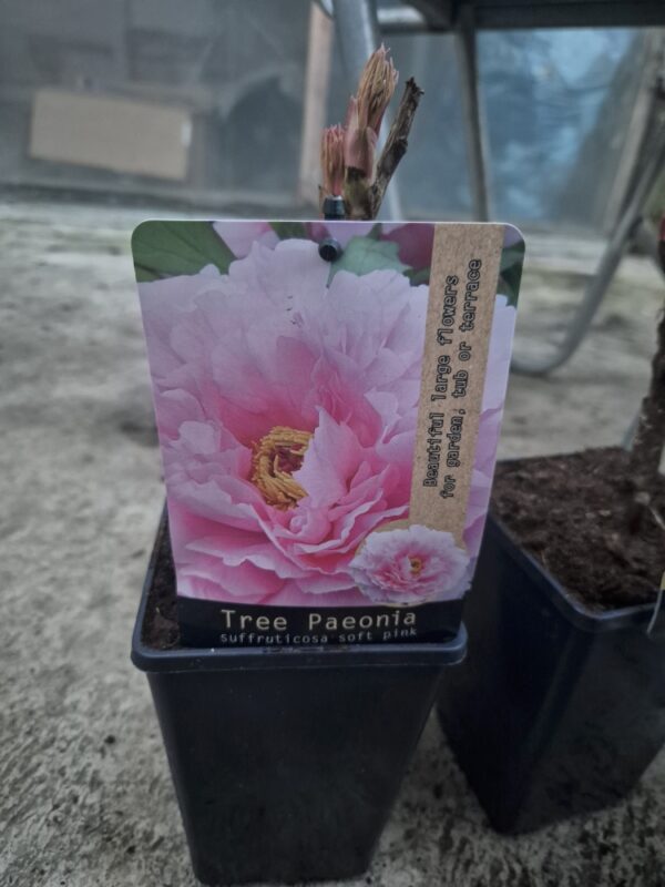 Paeoniasuf-softpink Paeonia suffruticosa mix