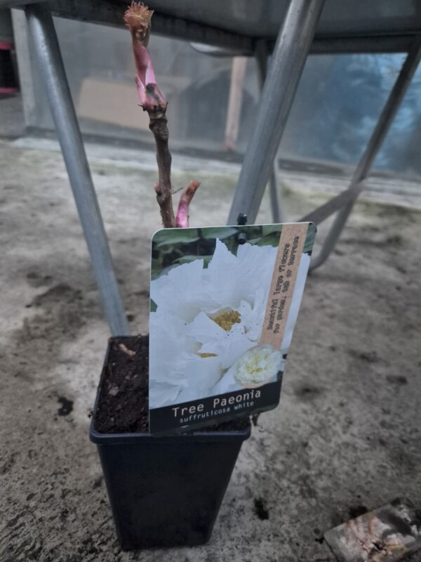Paeoniasuf-white Paeonia suffruticosa mix
