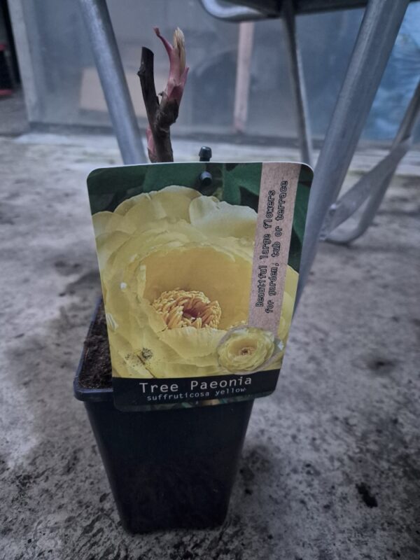 Paeoniasuf-yellow Paeonia suffruticosa mix