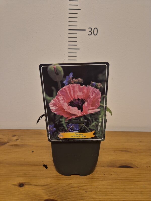 Papaver mix