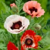 Papaver mix