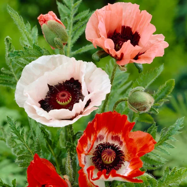 Papaver mix