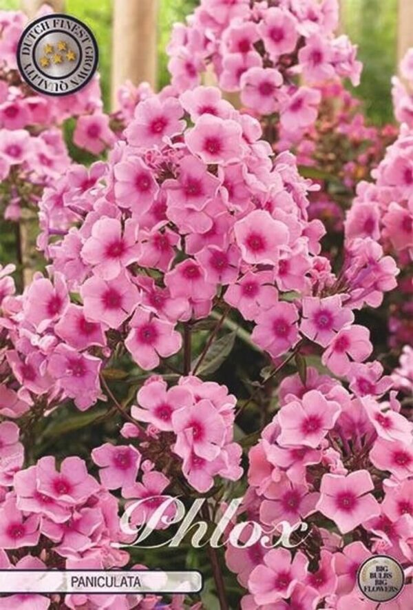 Phlox paniculata pink
