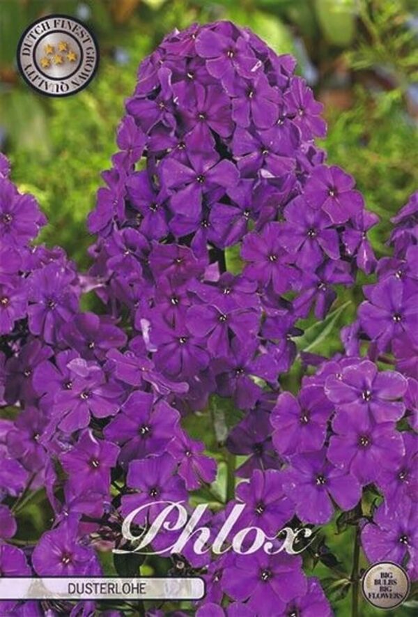 Phlox paniculata purple