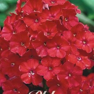 Phlox paniculata red