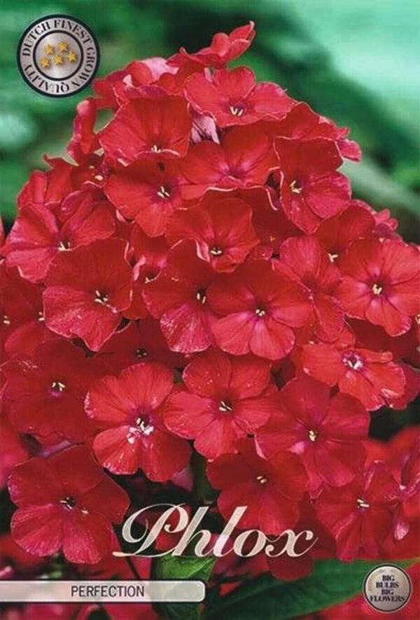 Phlox paniculata red