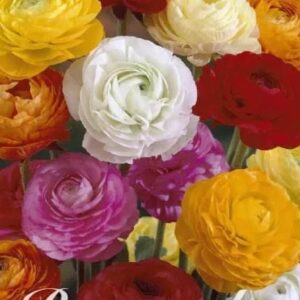 Ranunculus (mix)