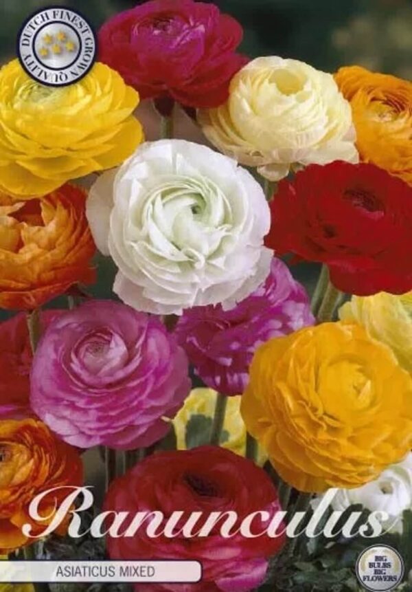 Ranunculus (mix)