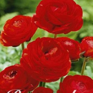 Ranunculus (red)