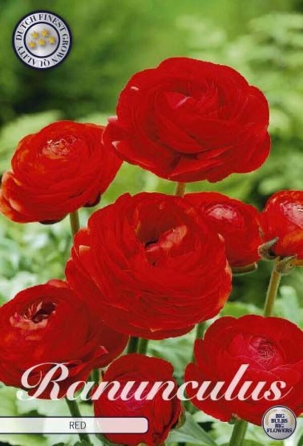Ranunculus (red)