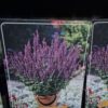 Salvia mix