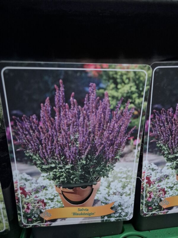 Salvia mix