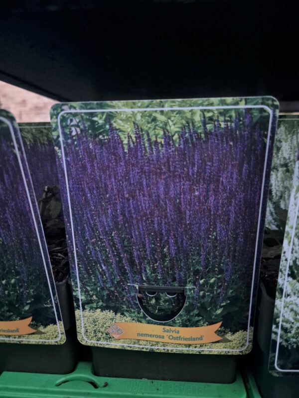 Salvia mix