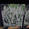 Salvia mix