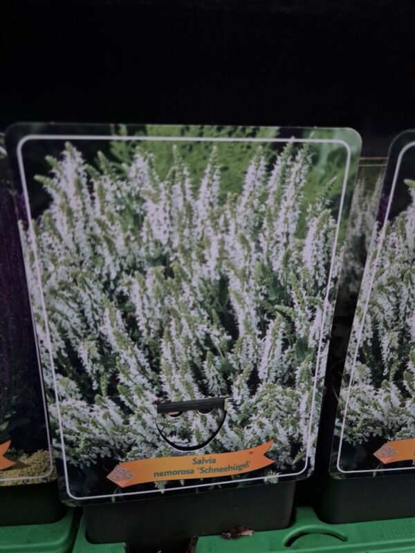 Salvia mix