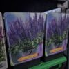 Salvia mix