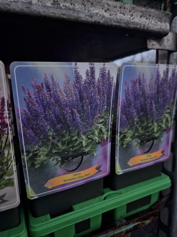 Salvia mix